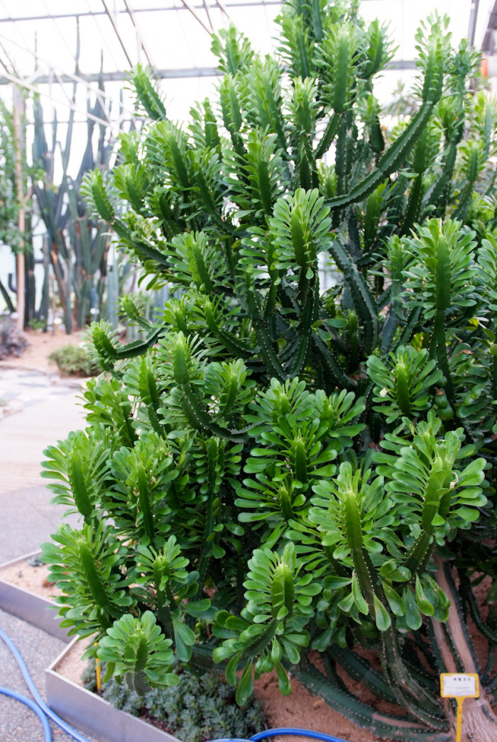 석화기린 - Euphorbia  nerifolia, Euphorbia neriifolia