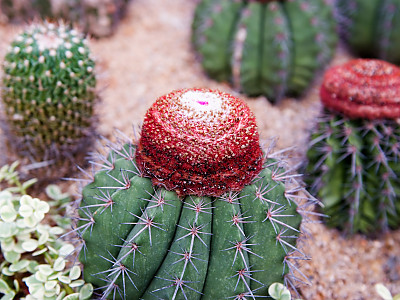 여운 사진 - Melacactus oreas Photos