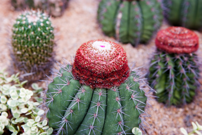 여운 - Melacactus oreas