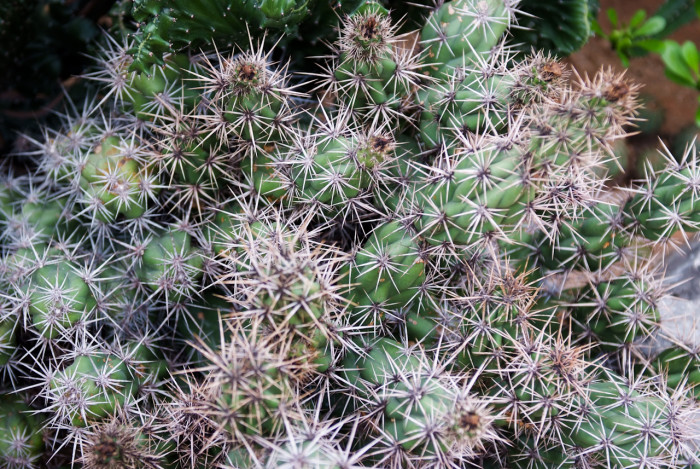 무자단선 - Corynopuntia invicta
