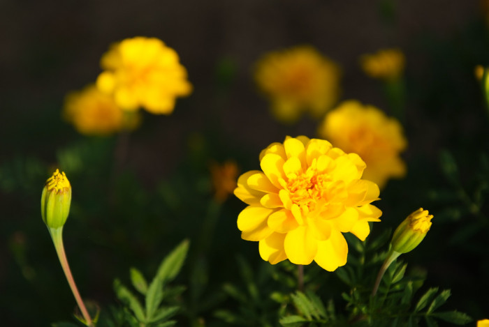 메리골드 - Marigolds, Tagetes spp.