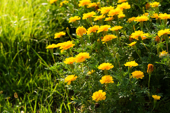 메리골드 - Marigolds, Tagetes spp.