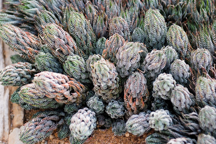 십이지권 - Haworthia fasciata (Willd) Haw.