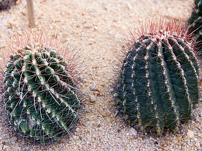 홍학환 사진 - Hamatocactus Hamatacauthas devigii Photos