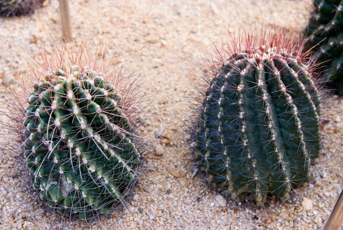 홍학환 - Hamatocactus Hamatacauthas devigii