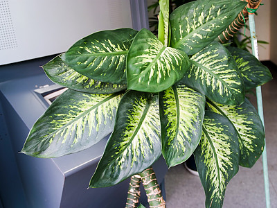 디펜바키아 사진 - Dieffenbachia Marianna Photos