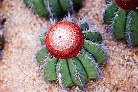 여운 - Melacactus oreas