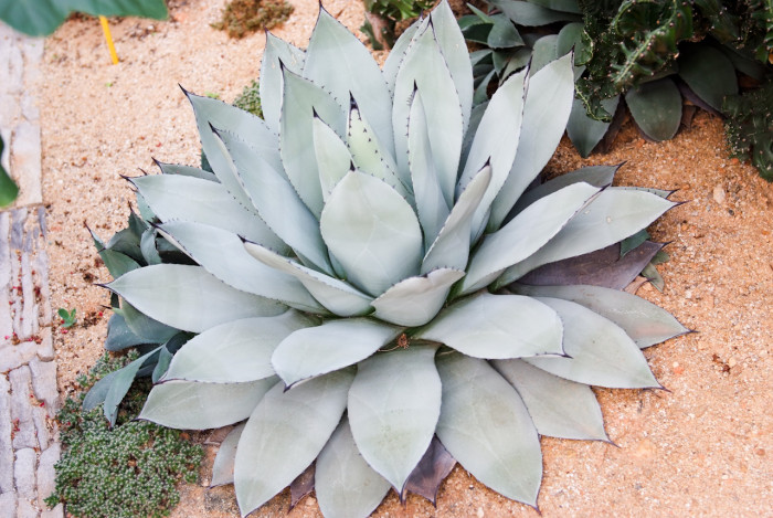 길상천 - Agave parryi var. huachucensis tag