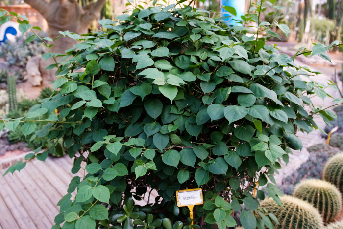 부겐베리아 - paper flower, Bougainvillea glabra