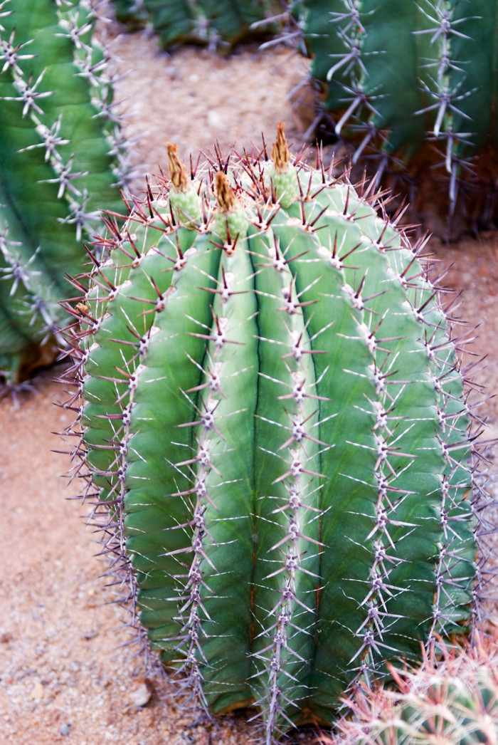거취옥 - Fishhook Cactus, Ferocactus horridus BR. & R.