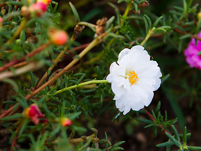 채송화 사진 - Portulaca grandiflora Hooker Photos
