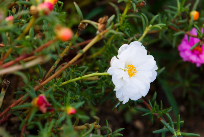 채송화 - 호, Portulaca grandiflora Hooker