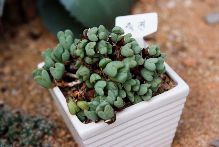 축전 - Conophytum bilobum