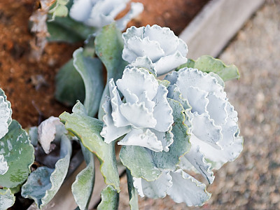 은파금 사진 - Cotyledon orbiculata Photos