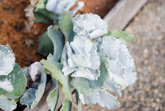 은파금 - silver crown,silver ruffles, Cotyledon orbiculata