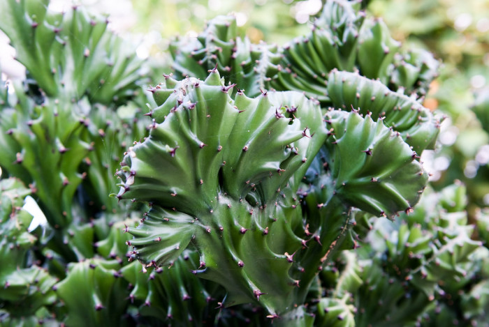 제금관 - Cristata, Euphorbia lactea Variegata
