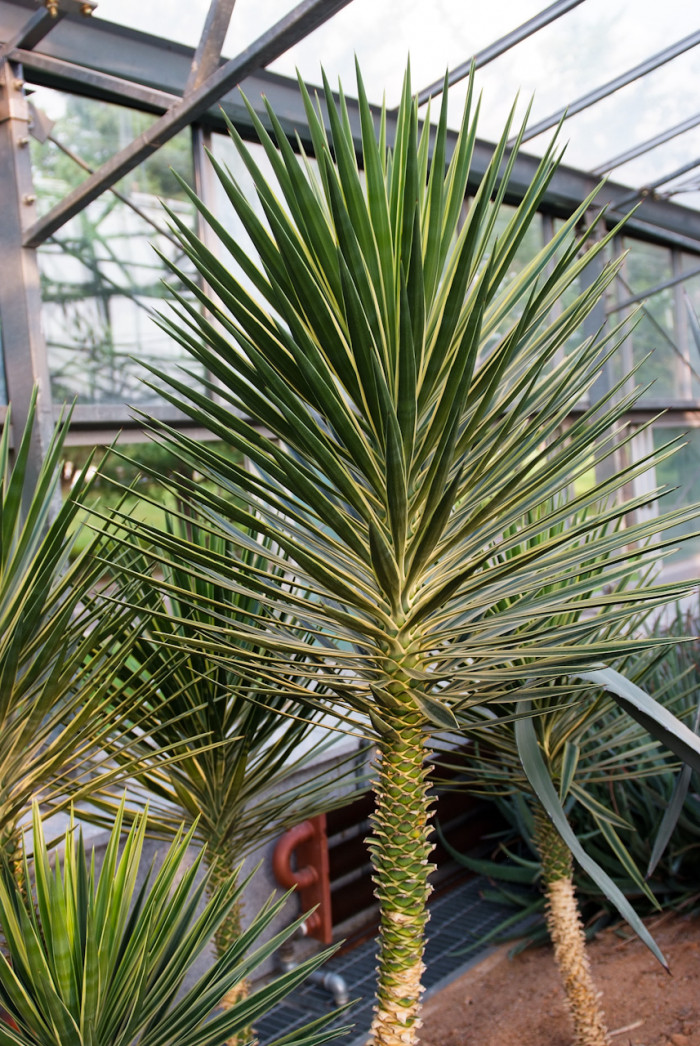 세설금 - Agave victoria reginae T.Moore