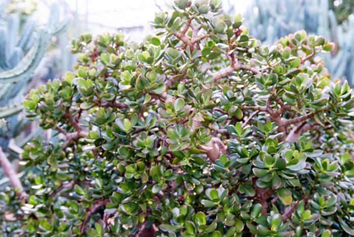 염좌 - 떡잎, Crassula portulacea