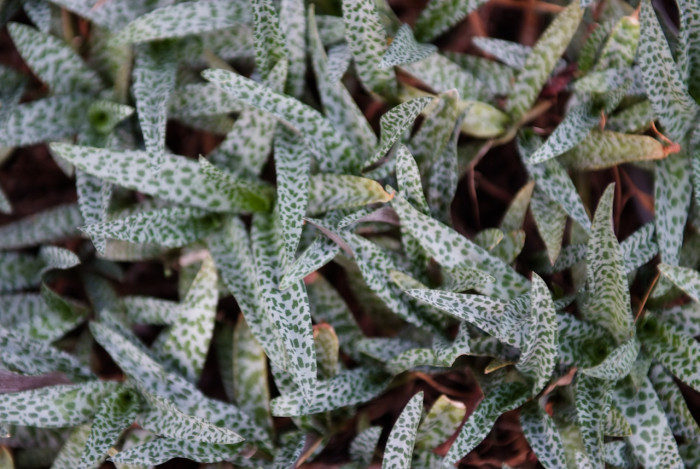 비올라세아 - Violacea, Ledebouria socialis