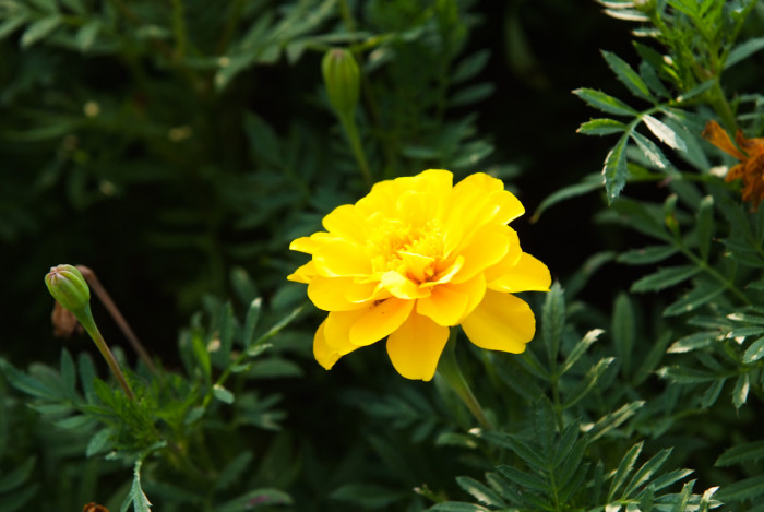 메리골드 - Marigolds, Tagetes spp.