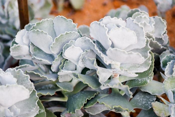 은파금 - silver crown,silver ruffles, Cotyledon orbiculata