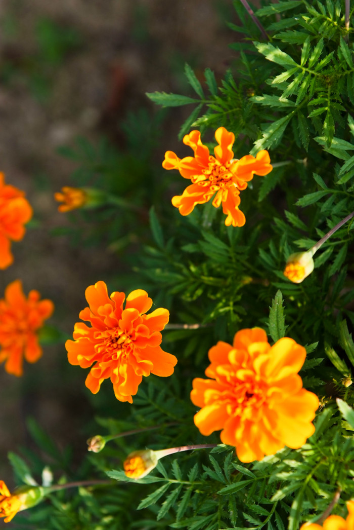 메리골드 - Marigolds, Tagetes spp.