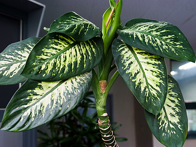 디펜바키아 사진 - Dieffenbachia Marianna Photos