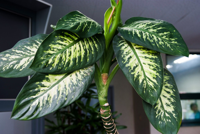 디펜바키아 - Dieffenbachia Marianna