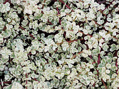 아악무 사진 - Portulacaria afra var. foliis-variegatis Jacobsen Photos