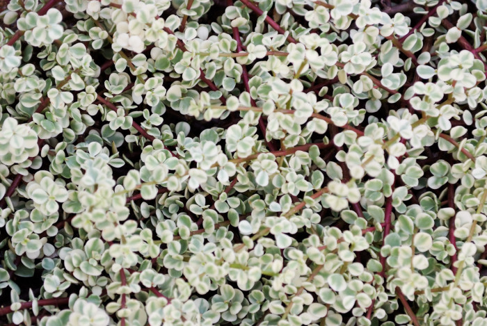 아악무 - Rainbow Bush, Portulacaria afra var. foliis-variegatis Jacobsen