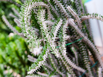 프로세라 사진 - Alluaudia procera Photos