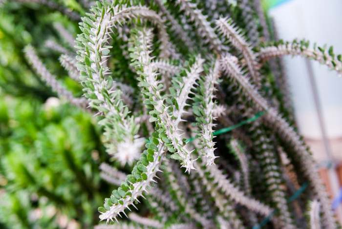 프로세라 - Madagascar Ocotillo, Madagascan Ocotillo, African Ocotillo, Alluaudia procera