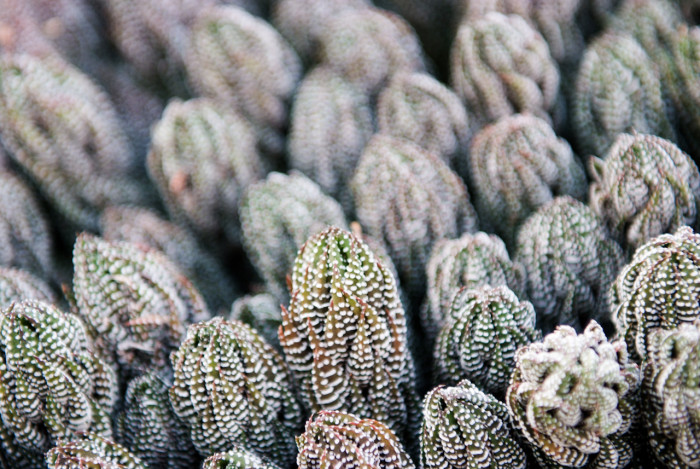 십이지권 - Haworthia fasciata (Willd) Haw.