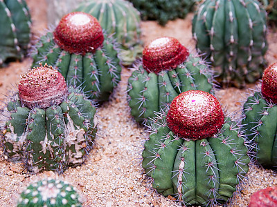 여운 사진 - Melacactus oreas Photos