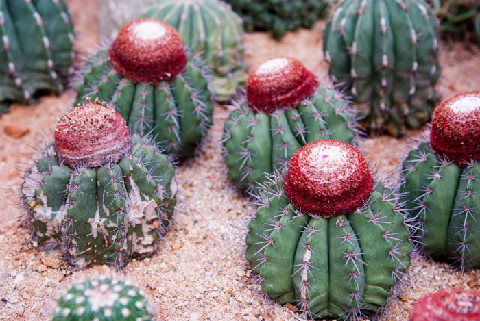 여운 - Melacactus oreas