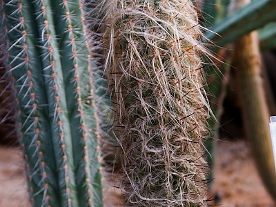 라이온금 사진 - Oreocereus spp. Photos