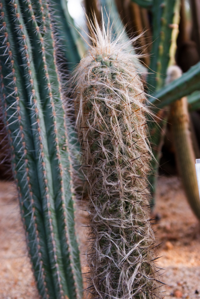 라이온금 - Oreocereus spp.