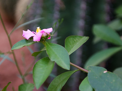 앵기린 사진 - Rhodocactus bleo (hbk) Knuth. Photos