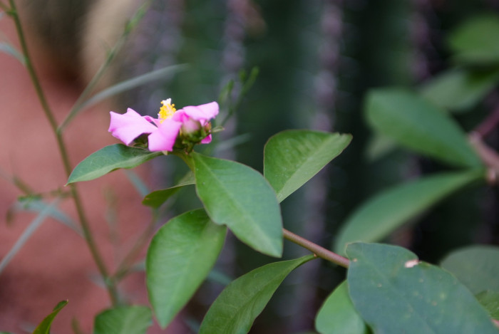 앵기린 - Wax Rose, Rhodocactus bleo (hbk) Knuth.