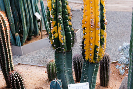 북두각금 - Echinopsis terscheckii for. varigata.