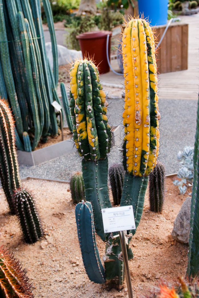 북두각금 - Echinopsis terscheckii for. varigata.