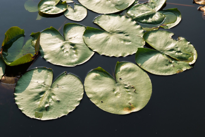 수련 - Nymphaea tetragona var. angusta
