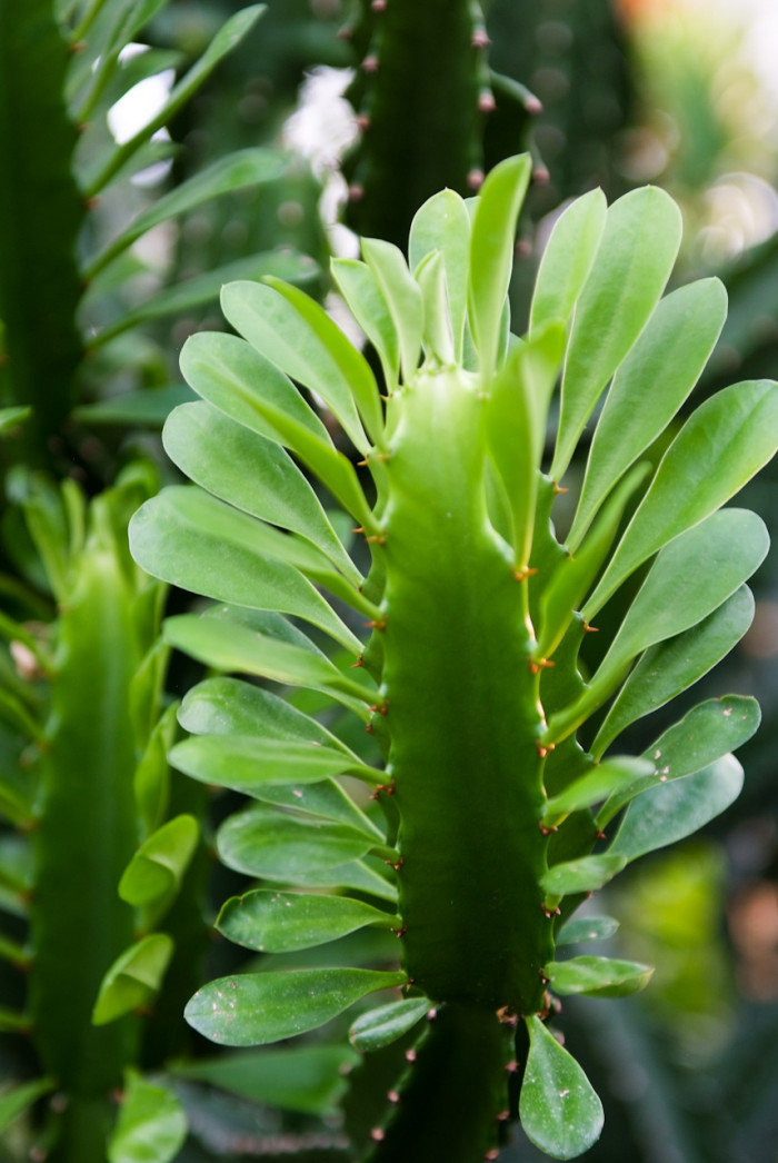 석화기린 - Euphorbia  nerifolia, Euphorbia neriifolia