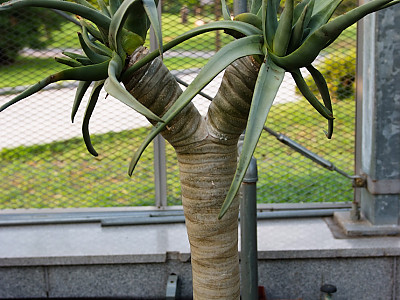 알로에 디코토마 사진 - Aloe dichotoma Masson Photos