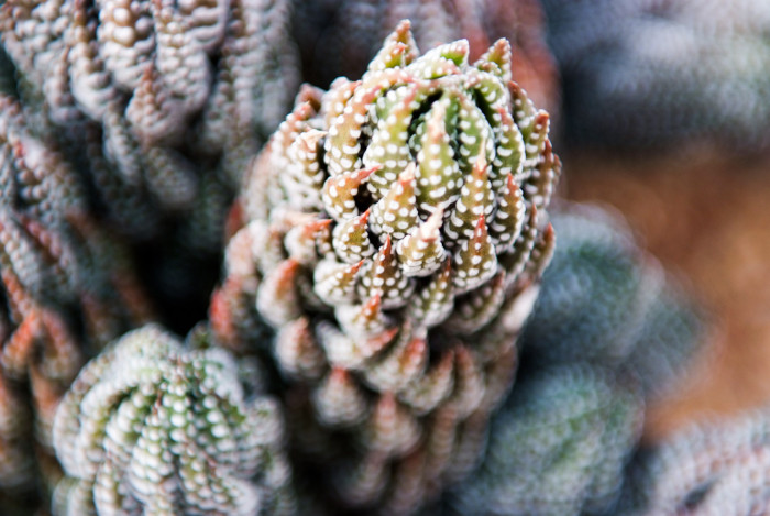 십이지권 - Haworthia fasciata (Willd) Haw.