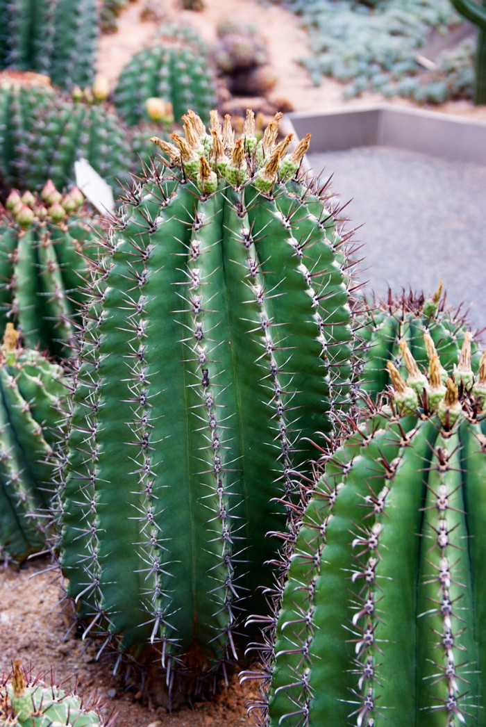 거취옥 - Fishhook Cactus, Ferocactus horridus BR. & R.