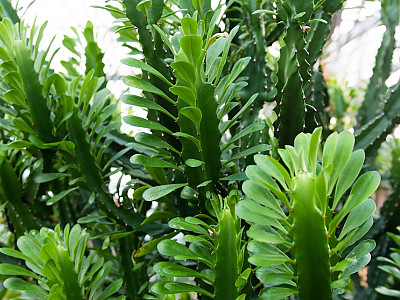 석화기린 사진 - Euphorbia neriifolia Photos