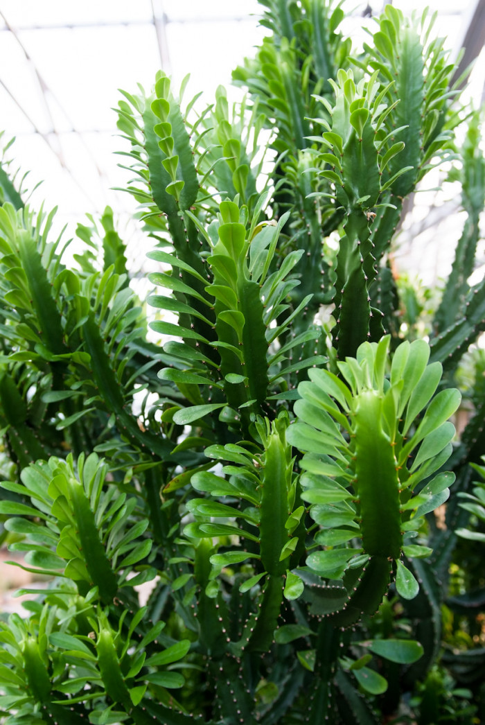 석화기린 - Euphorbia  nerifolia, Euphorbia neriifolia