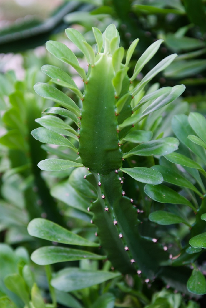석화기린 - Euphorbia  nerifolia, Euphorbia neriifolia