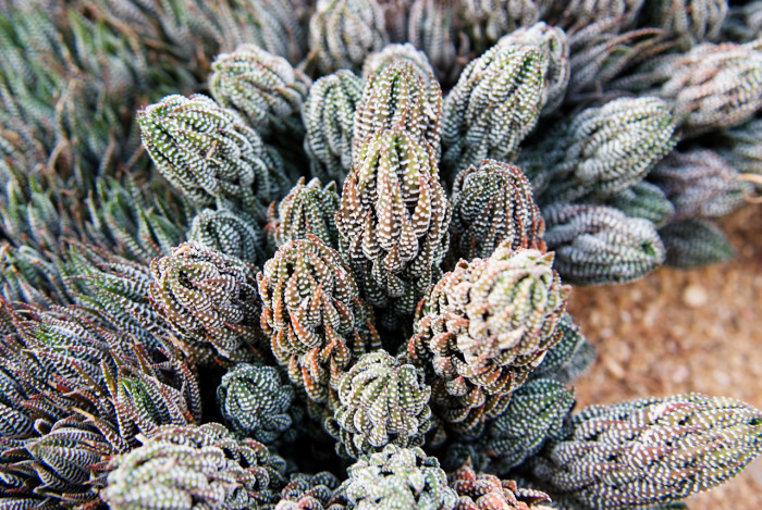 십이지권 - Haworthia fasciata (Willd) Haw.